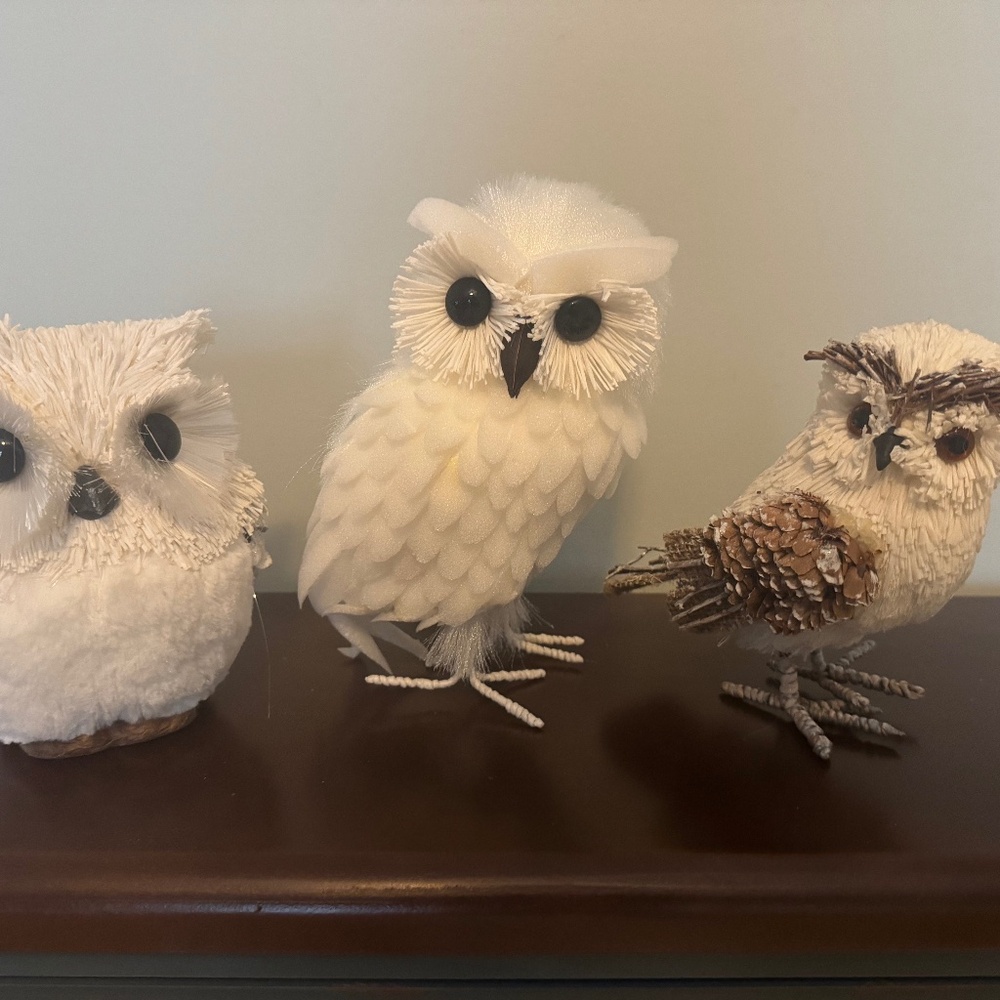 Trio of white snowy owls
